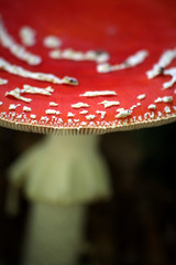 fliegenpilz