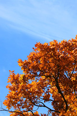 autumn leaves on tree