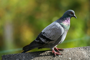 wild pigeon on a rock