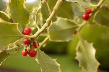 holly´s fruits