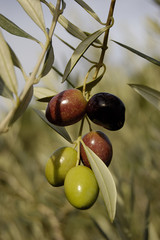 Olive branch with a olives cluster.