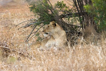 Fototapeta na wymiar lioness resting