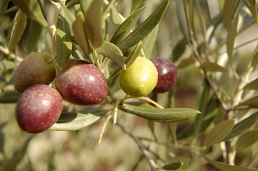 Olive branch with a olives cluster.