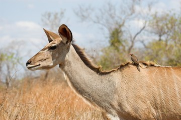 female kudu