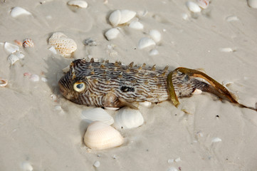poisonous puffer fish on beach