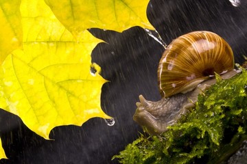 snail