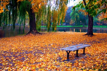 autumn in boston public garden