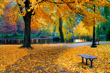 autumn in boston public garden - obrazy, fototapety, plakaty