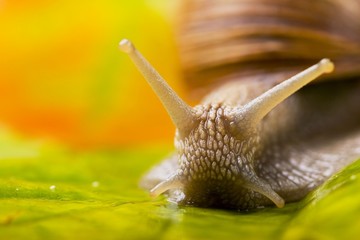 snail