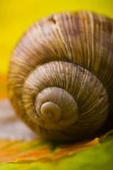 Poster snail © SANKOWSKI.IT