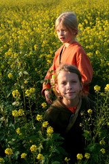 sunset over the rape field