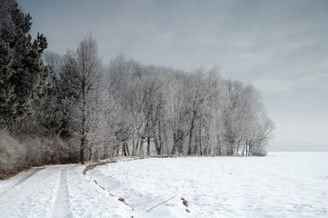 winter