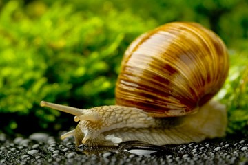 snail