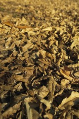 foglie d'autunno