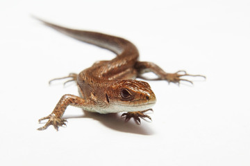 lizard