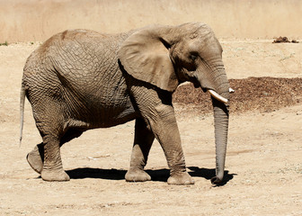 african elephant