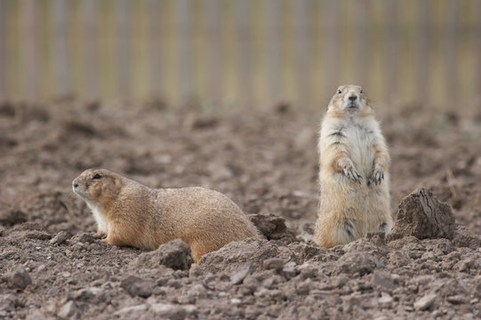 two prairie dogs