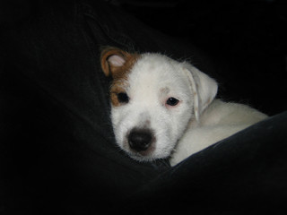 jack russel terrier