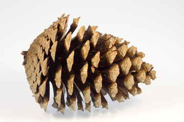 zapfen ao_061029_3721.cr2