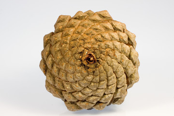 zapfen ao_061029_3718.cr2