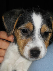 jack russel terrier