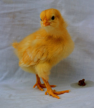 chick