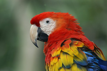 scarlet macaw