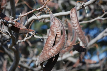 seedpods