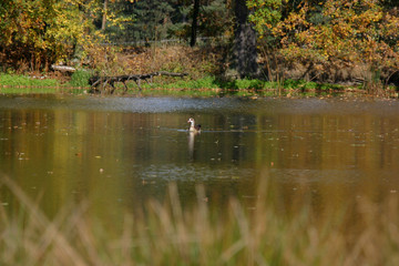 idylle auf dem teich