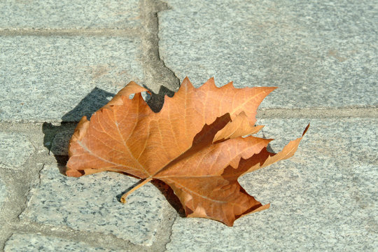 fallen leaf  in rock soil