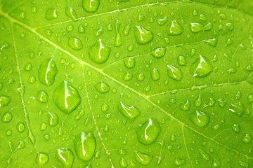 leaf