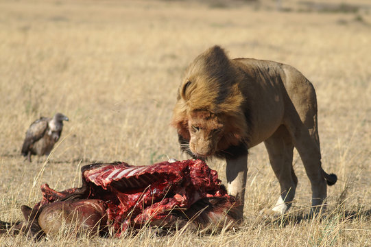 feeding lion