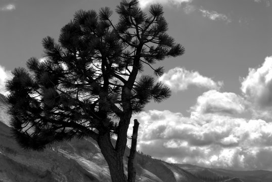 black and white image of lone pine against a mountain background