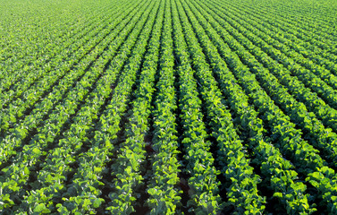 the green agricultural fields before the harvest