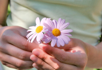 pink daisies