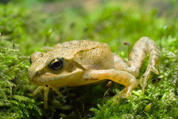 the frog in the moss