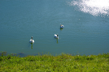swan lake