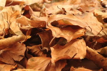 autumn leaves
