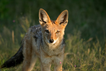 black-backed jackal