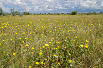 wildflower landscape
