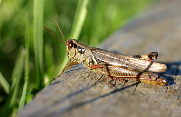 grasshopper
