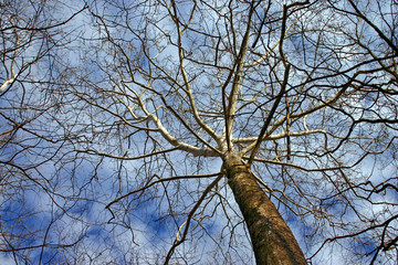 winter trees