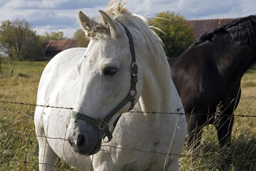 white horse