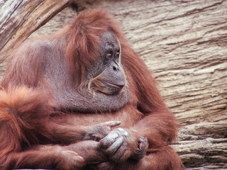 orangutan   mother and child   monkey © Pali A