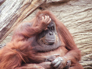 orangutan   mother and child   monkey © Pali A