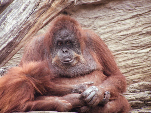 orangutan   mother and child   monkey