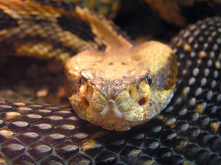snake