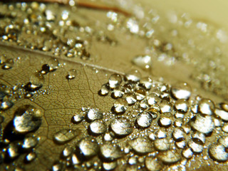 dew drops