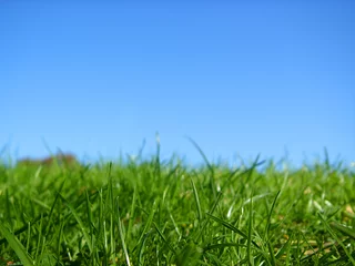 Foto op Plexiglas green, green grass © James Thew