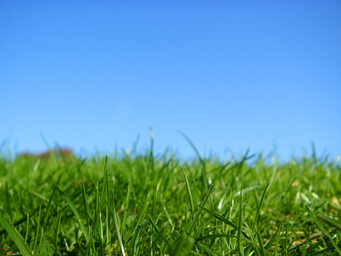 green, green grass